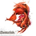 Betta fish watercolor illustration