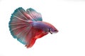 Betta fish