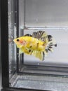 Betta fish yellow base gold galaxi