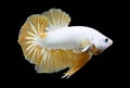 Betta Golden Dragon Halfmoon Plakat HMPK Male or Plakat Fighting Fish Splendens