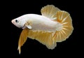 Betta Golden Dragon Halfmoon Plakat HMPK Male or Plakat Fighting Fish Splendens