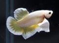 Betta Golden Dumbo Ear HMPK Halfmoon plakat Male or Plakat Fighting Fish Splendens