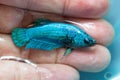 Betta Green Turquoise Halfmoon Plakat HMPK Female in Hand