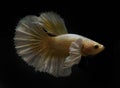 Betta Halfmoon Dumbo Ear Golden