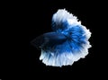 Betta halfmoon fighting beautiful fish close up