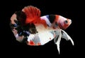 Betta Koi Halfmoon Plakat HMPK Male or Plakat Fighting Fish Splendens Royalty Free Stock Photo