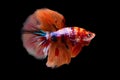 Betta Koi Nemo Candy Halfmoon HM Male or Plakat Fighting Fish Splendens Royalty Free Stock Photo