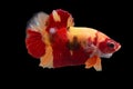 Betta Koi Nemo Halfmoon Plakat HMPK Male or Plakat Fighting Fish Splendens