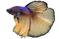 A betta splendens Betta sp is swimming gracefully.