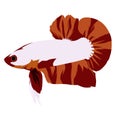 Betta Plakat Logo Vector Design Royalty Free Stock Photo