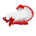 Betta Plakat Logo Vector Design Royalty Free Stock Photo