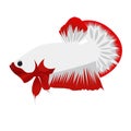 Betta Plakat Logo Vector Design