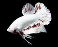 Betta Red Dragon Snow Halfmoon Plakat HMPK Male or Plakat Fighting Fish Splendens