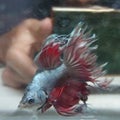 Betta red fire Royalty Free Stock Photo