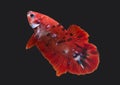 Betta Red Koi Star Galaxy Plakat HMPK Male or Plakat Fighting Fish Splendens