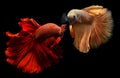 Betta or Saimese fighting fish. Royalty Free Stock Photo