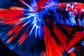 Betta siamese fighting fish