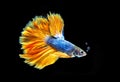 Betta siamese fighting fish