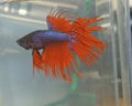 Betta Splendens Royalty Free Stock Photo