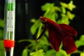 Betta splendens