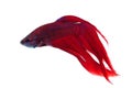 Betta splendens Royalty Free Stock Photo