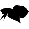 Betta splendens is a aquarium tropical fish, the Siamese fighting fish, is often referred to simply as a `betta fish` silhouette Royalty Free Stock Photo