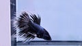 betta splendens crown tail black white male Royalty Free Stock Photo