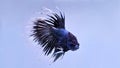 betta splendens crown tail black white male Royalty Free Stock Photo