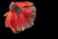 Betta fighting fish in Thailand on isolated black background. The moving moment beautiful of blue Royalty Free Stock Photo