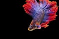 Betta fighting fish in Thailand on isolated black background. The moving moment beautiful of blue Royalty Free Stock Photo
