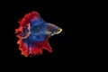 Betta splendens fighting fish Thailand on isolated black background. The moving moment beautiful of blue Royalty Free Stock Photo