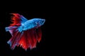 Betta splendens fighting fish in Thailand on isolated black background. The moving moment beautiful of blue&red Siamese betta Royalty Free Stock Photo