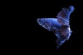 Betta splendens fighting fish Thailand on isolated black background. The moving moment beautiful of blue Royalty Free Stock Photo