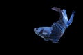 Betta splendens fighting fish Thailand on isolated black background. The moving moment beautiful of blue Royalty Free Stock Photo