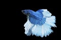 Betta splendens fighting fish Thailand on isolated black background. The moving moment beautiful of blue&white Siamese betta Royalty Free Stock Photo