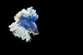 Betta splendens fighting fish Thailand on isolated black background. The moving moment beautiful of blue Royalty Free Stock Photo