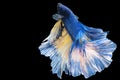 Betta splendens fighting fish Thailand on isolated black background. The moving moment beautiful of blue&white Siamese betta Royalty Free Stock Photo