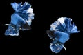 Betta splendens fighting fish Thailand on isolated black background. The moving moment beautiful of blue Royalty Free Stock Photo