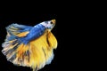 Betta fighting fish in Thailand on isolated black background. The moving moment beautiful of blue Royalty Free Stock Photo