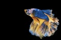 Betta fighting fish in Thailand on isolated black background. The moving moment beautiful of blue&yellow Siamese betta Royalty Free Stock Photo