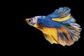 Betta splendens fighting fish Thailand on isolated black background. The moving moment beautiful of blue&yellow Siamese betta Royalty Free Stock Photo