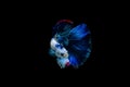 Betta splendens halfmoon,Colorful siamese fighting fish,Fighting fish on black background,.