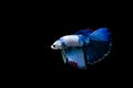 Betta splendens halfmoon,Colorful siamese fighting fish,Fighting fish on black background