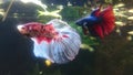 Betta Splendens male - Malaysian fighter fish