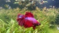 Betta Splendens male - Malaysian fighter fish Royalty Free Stock Photo