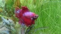 Betta Splendens male - Malaysian fighter fish Royalty Free Stock Photo