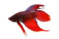 Betta splendens Siamese fighting aquarium fish Royalty Free Stock Photo