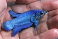 Betta Super Blue Halfmoon Plakat HMPK Male or Plakat Fighting Fish Splendens