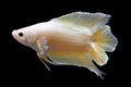 Betta Super Gold Double Tail DT Halfmoon Plakat Male or Plakat Fighting Fish Splendens