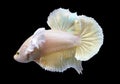 Betta Super Gold Dumbo Ear HMPK Halfmoon Plakat Male or Plakat Fighting Fish Splendens